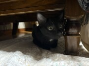 ハッピーちゃん