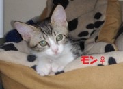 モンちゃん
