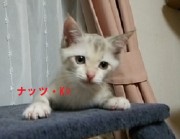 ナッツ（K)ちゃん