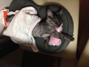 グレ（仮）ちゃん