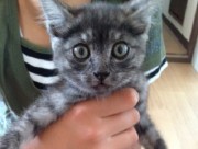 グレ（仮）ちゃん