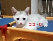 ココ（K)ちゃん