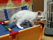 ナッツ（K)ちゃん