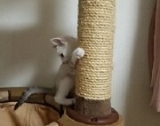 ココ（K)ちゃん