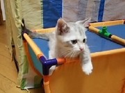 ナッツ（K)ちゃん