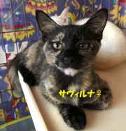 サヴィルナちゃん