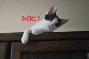 シロピちゃん