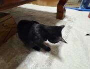 ハッピーちゃん