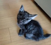 グレ（仮）ちゃん