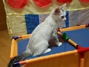 ココ（K)ちゃん