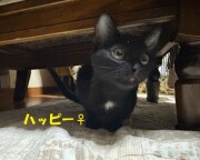 ハッピーちゃん